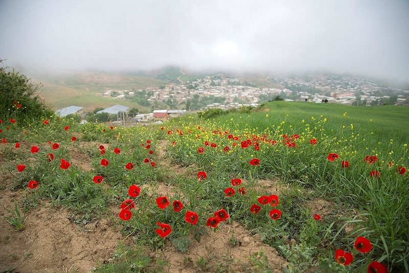 روستای حسین آباد از میان دشت‌های شقایق کالپوش معلوم است